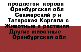 продается  корова  - Оренбургская обл., Сакмарский р-н, Татарская Каргала с. Животные и растения » Другие животные   . Оренбургская обл.